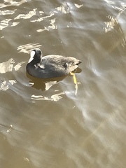 Fulica atra