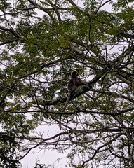 Trachypithecus obscurus