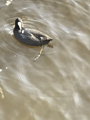 Fulica atra