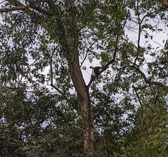 Trachypithecus obscurus