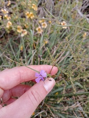 Jamesbrittenia microphylla