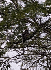 Trachypithecus obscurus