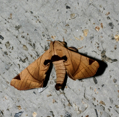 Apatelodes pandarioides