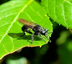 Laphria canis