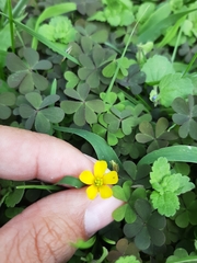 Oxalis corniculata