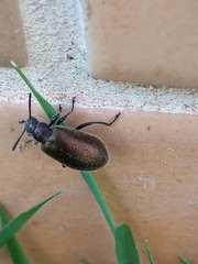 Lagria villosa