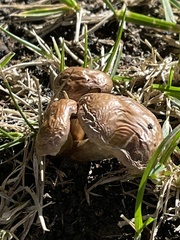 Gymnopilus luteofolius