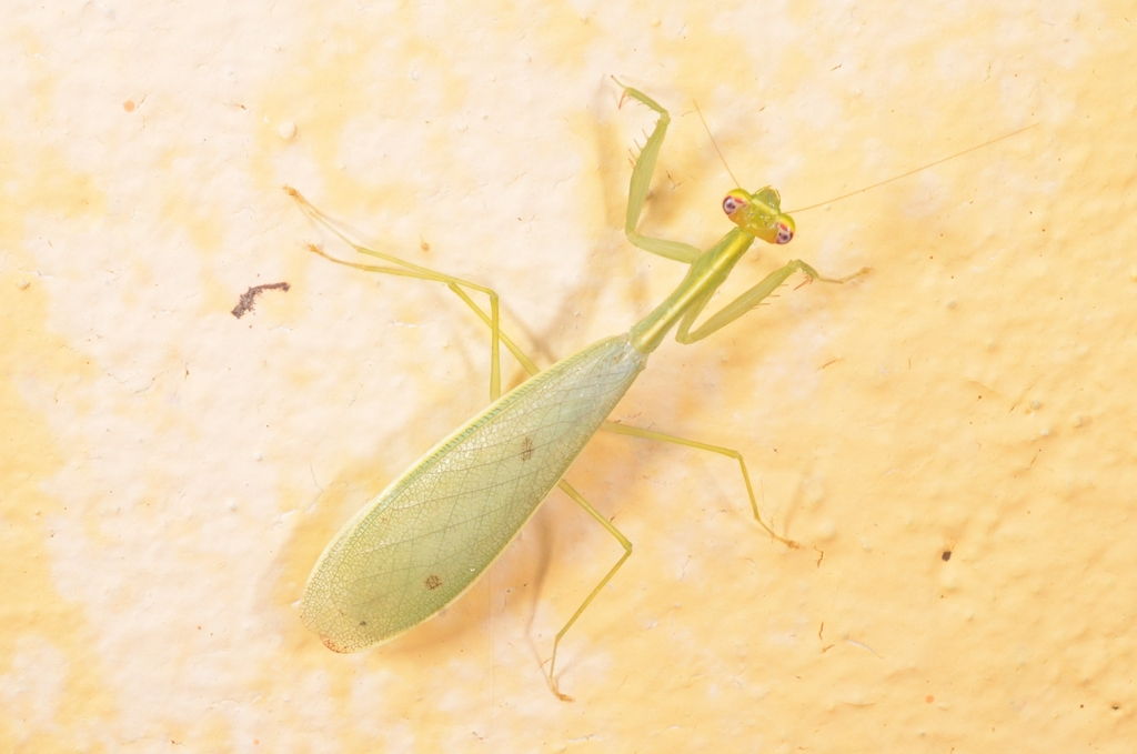 Aucomantis
