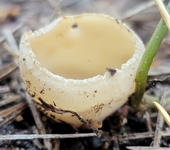 Tarzetta cupularis