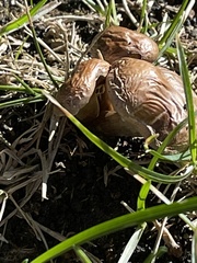 Gymnopilus luteofolius