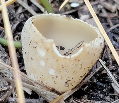 Tarzetta cupularis