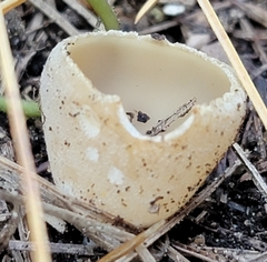 Tarzetta cupularis