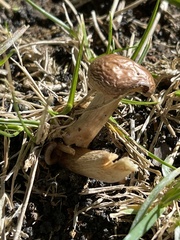 Gymnopilus luteofolius