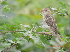 Ploceus philippinus