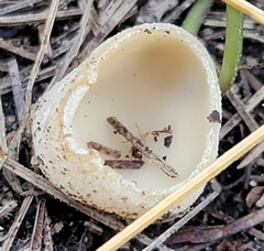 Tarzetta cupularis