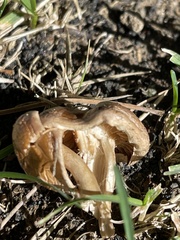 Gymnopilus luteofolius