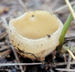 Tarzetta cupularis