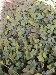 Oxalis corniculata