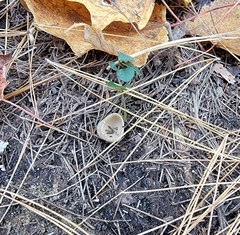 Tarzetta cupularis