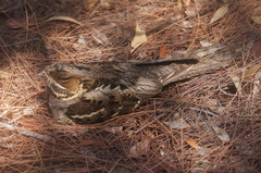 Caprimulgus macrurus