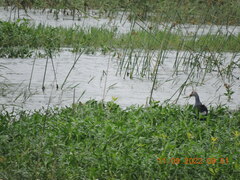 Porphyrio poliocephalus