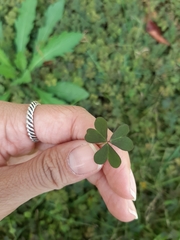 Oxalis corniculata