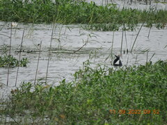 Porphyrio poliocephalus