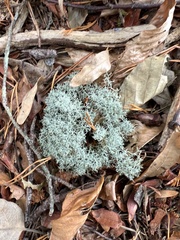Cladonia subtenuis
