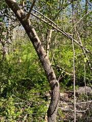 Viburnum prunifolium