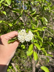 Viburnum prunifolium