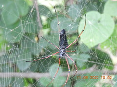 Nephila kuhli