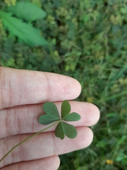 Oxalis corniculata