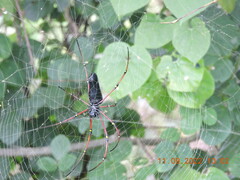 Nephila kuhli