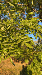 Styphnolobium japonicum