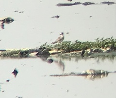 Charadriiformes