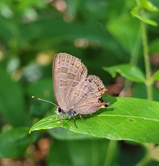 Satyrium liparops