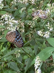 Ideopsis similis