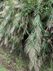 Arundo formosana