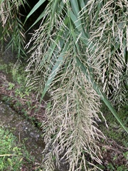 Arundo formosana