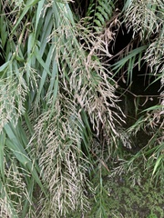 Arundo formosana