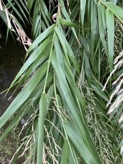 Arundo formosana