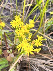 Packera obovata