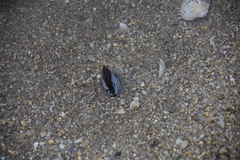 Psammobiidae