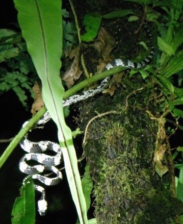 Taylor's Snail-eater