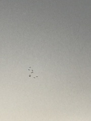 Phalacrocorax fuscicollis