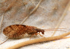 Micromus angulatus
