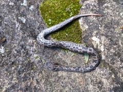 Ovophis monticola