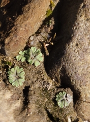 Ricciaceae