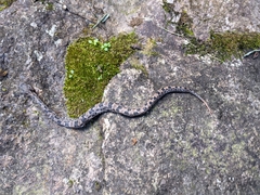 Ovophis monticola
