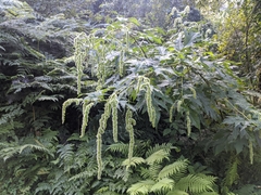 Girardinia diversifolia